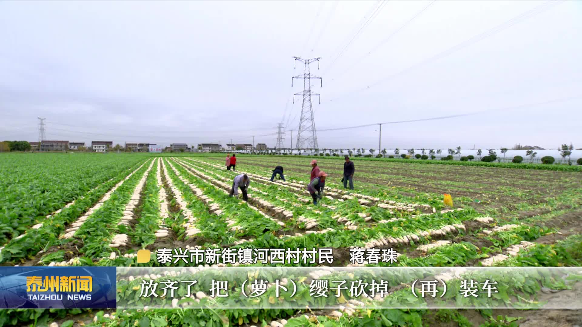 在希望的田野上·丰收时节  泰兴：萝卜田里奏响丰收乐章